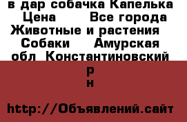 в дар собачка Капелька › Цена ­ 1 - Все города Животные и растения » Собаки   . Амурская обл.,Константиновский р-н